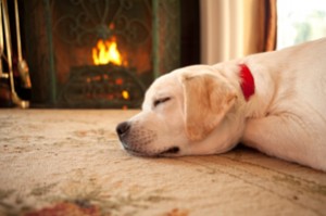 Puppy sleeping by a fireplace